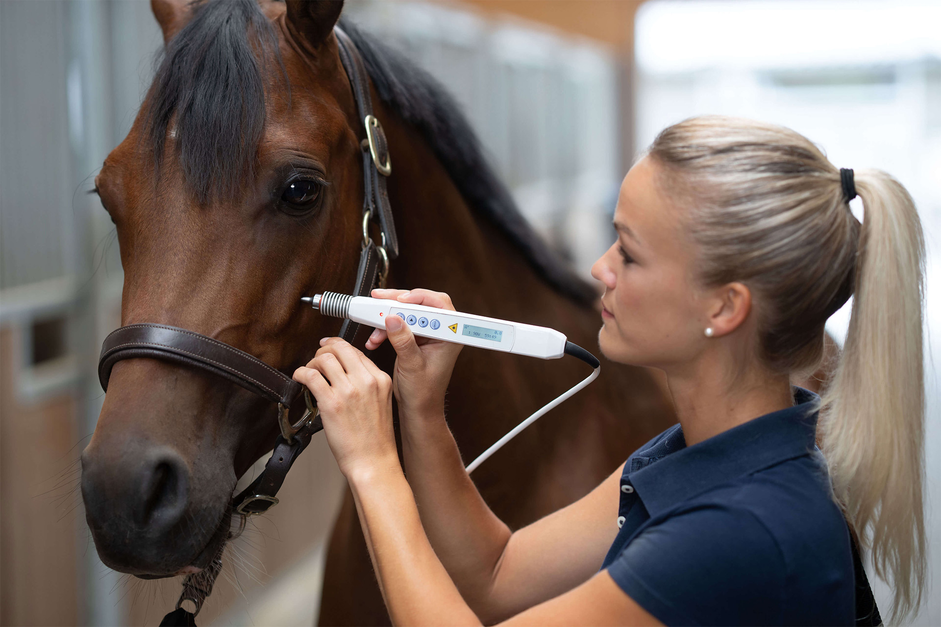 Tierärztin Dr. Nicole Schäfer führt eine Laserakupunktur bei einem Pferd durch