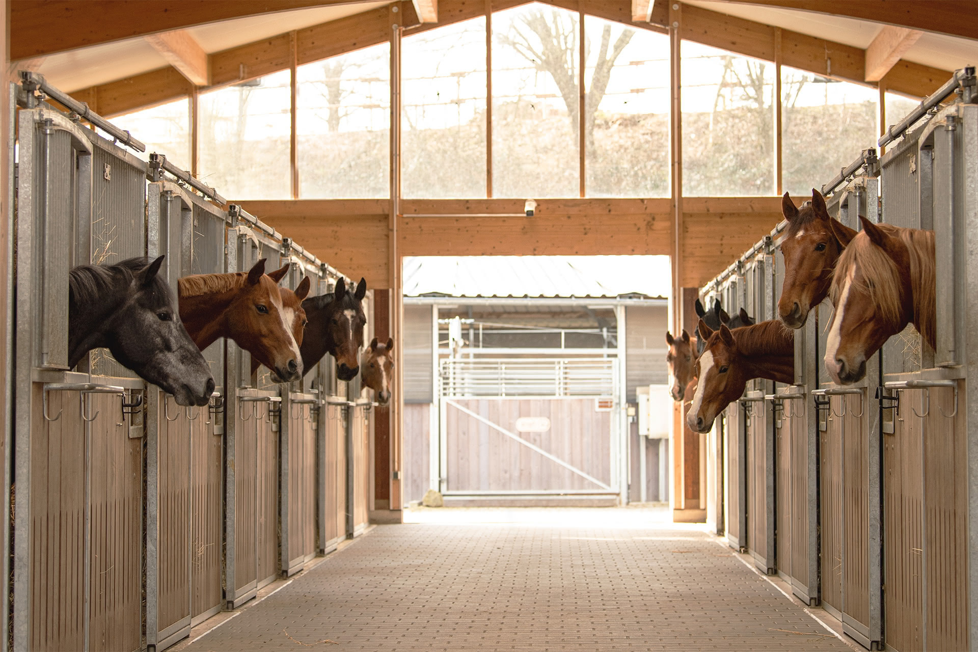 Dressur- und Verkaufsstall - Blick durch den Stall